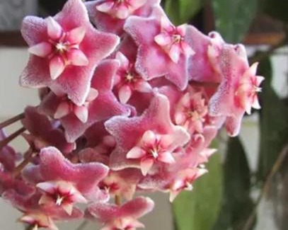 Praia da Vila Apartment | SCR-Saquarema-Loft Rosa Vermelha