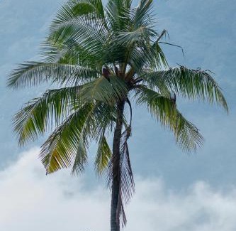 Chittur Hotel | Seethavanam Farmstay at Forest Edge