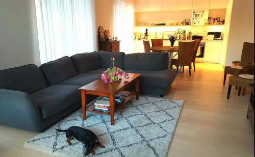 Sodra Hammarbyhamnen House | Shared Modern apartment with pets by the waterfront