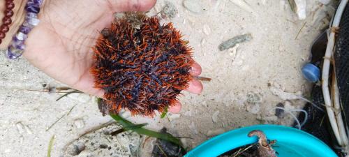 Pamilacan Island Bed & Breakfast | Shirley's Cottage - Pamilacan Island