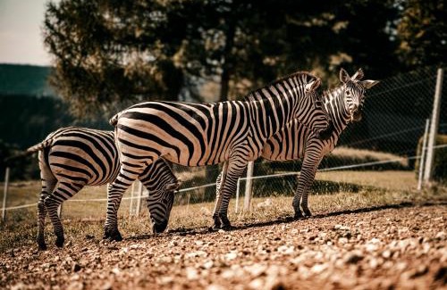 Tolsti Vrh p. R. na K. - del Apartment | Studio Wild Park Panorama with Hot tub and Sauna