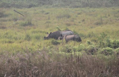 Devachuli Apartment | Sishawar Chitwan Tiger Resort