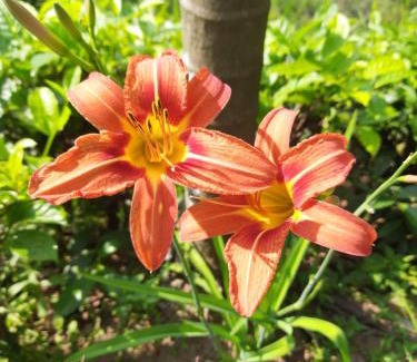 Ambagollapathana Bed & Breakfast | Sitha's Heaven