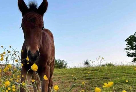 Exeter Apartment | Sleep next to a Horse in a stable by the city !