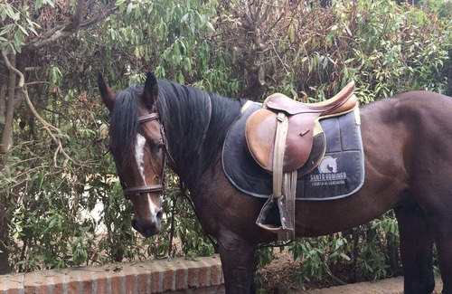 Santo Domingo Bed & Breakfast | Stay at confortable Scandinavia Hotel B&b