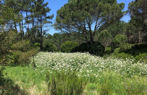 Nadadouro House | Studio at an Organic Farm on the spot contemplative over the lagoon
