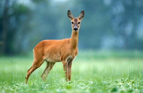 Broken Bow House | Stunning Balcony View Frequent Deer Sightings