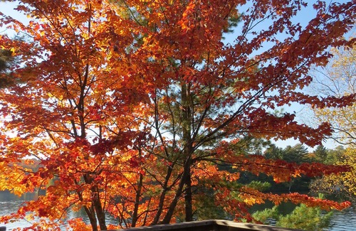 Scotia Cottage | Stunning Private Island on beautiful Clear Lake just minutes from Huntsville