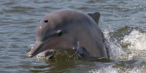 Cananeia Apartment | Suíte Studio no Centro Histórico, Próxima à Beira Mar