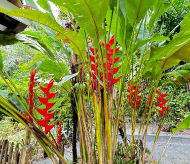 Velha Boipeba House | Sunrise Paradise
