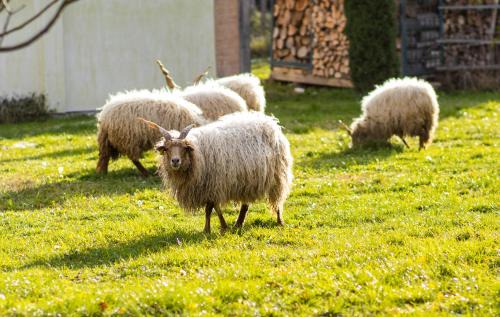 Kiskorpad Apartment | Szent Kristóf Udvarház