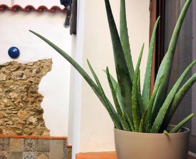 Cumbres de San Bartolome House | Tío Genaro