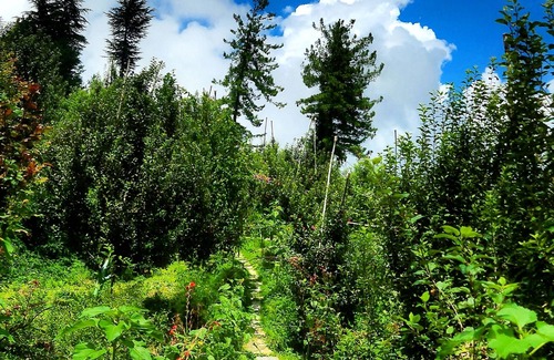 Theog Villa | Talai ghar Farmstay Shimla