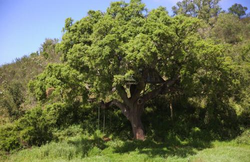 Sao Luis Other | Tent in a Regenerative farm
