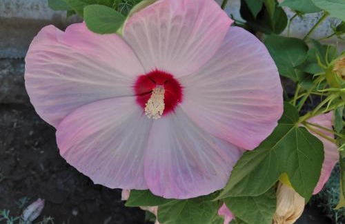 Mako Apartment | Terézia-szálláshely