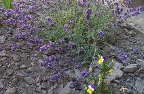 Mako Apartment | Terézia-szálláshely