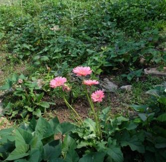 Cao Phong Cabin | The Bare Nest Retreat