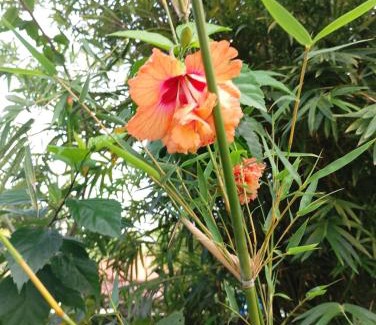 Weligama House | The Nest