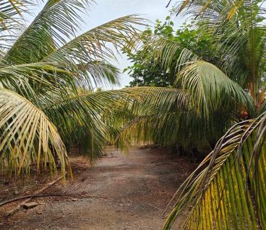 Mangrol Other | The Ocean Edge Homestead