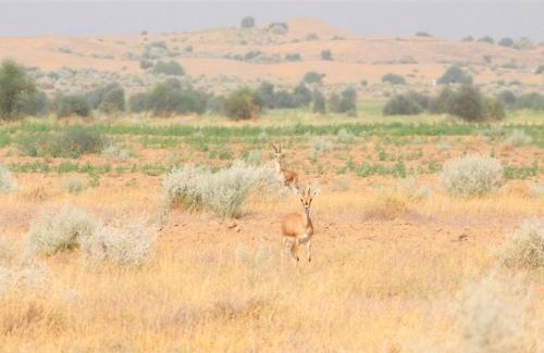 Jaisalmer Resort | The pallan desert Safari