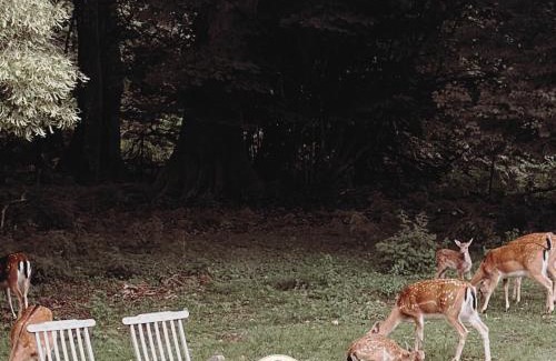 Haslev Cabin | The Woodland Lodge Gisselfeld