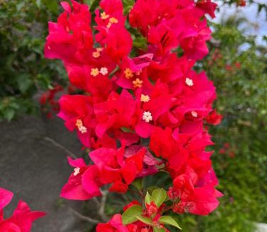 Capesterre-Belle-Eau House | Ti bwa Lodge