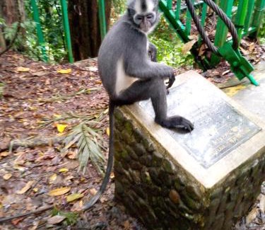 Bukit Lawang House | Tiga dara guest house jungle trekking