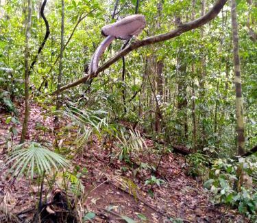 Bukit Lawang House | Tiga dara guest house jungle trekking