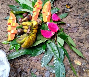 Bukit Lawang House | Tiga dara guest house jungle trekking