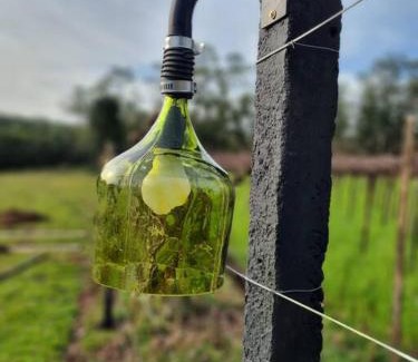 Garibaldi Villa | TinyWine House Vale dos Vinhedos - Cabana Chardonnay