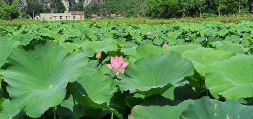 Ninh Binh Villa | Trường Nhàn Homestay