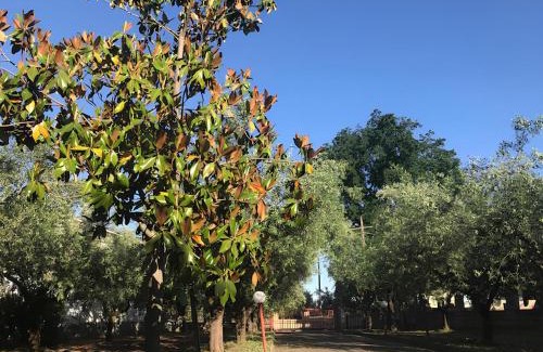 Lanciano Apartment | Tra gli ulivi