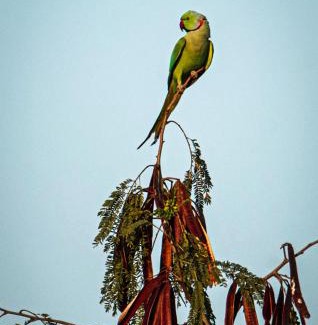 Surwaya House | Tranquility homestay