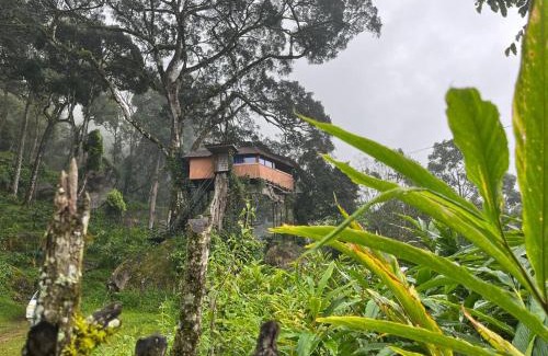 Pallivasal Other | Tree House Munnar