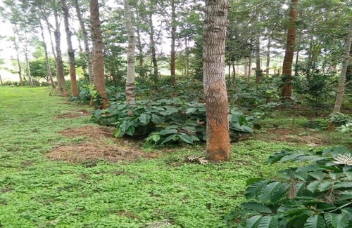 Chikkamagaluru House | TripThrill Tottilu Homestay