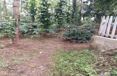 Chikkamagaluru House | TripThrill Tottilu Homestay