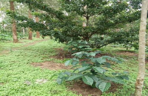 Chikkamagaluru House | TripThrill Tottilu Homestay