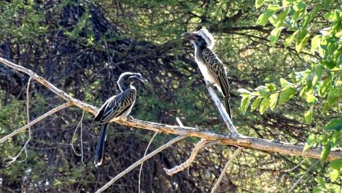 North-West District Other | Tshima Bush Camp