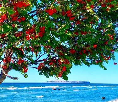 Hemse House | Underbart litet hus i lantligt läge