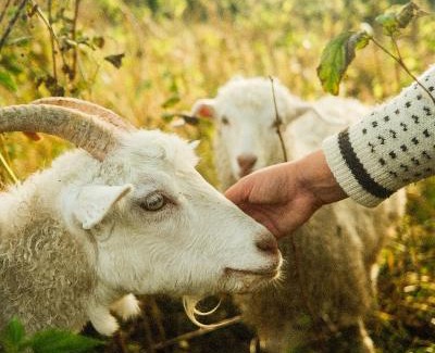 Notodden Villa | Unique stay with farm animals and stunning views Tiny House in Telemark