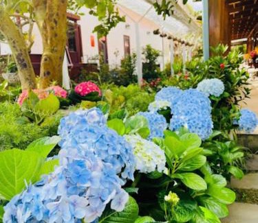 Kon Plong Resort | Vườn Trà HomeStay Măng Đen