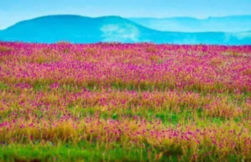 Satara Hotel | Vamoose Laxmi Hill Resort