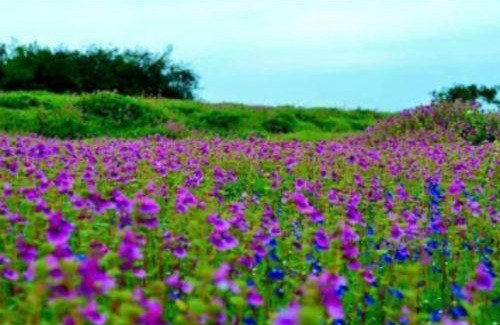 Satara Hotel | Vamoose Laxmi Hill Resort