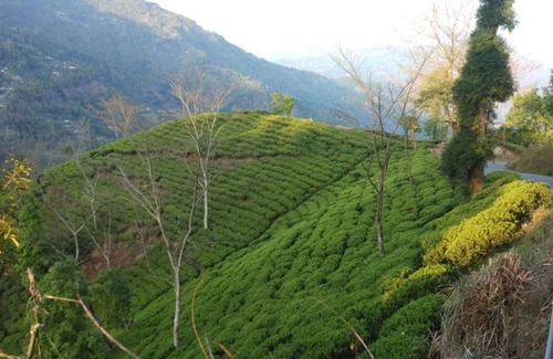 Kurseong House | Vamoose Poomong