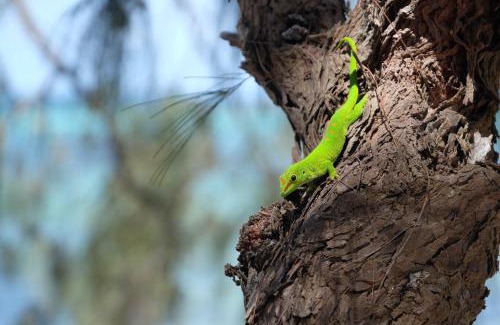 Antsiranana Hotel | Varatraza Wind Riders
