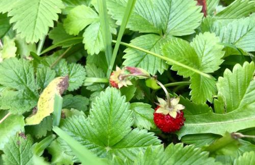 Samokov Villa | Vila Rila Samokov