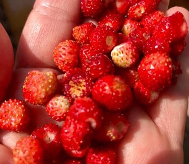 Samokov Villa | Vila Rila Samokov