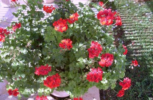 Kaligata Villa | Villa Amelia