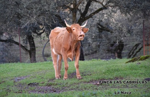 La Nava Villa | Villa in the heart of the Sierra de Aracena