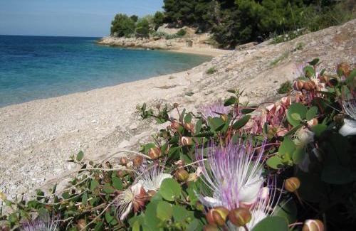 Murvica Villa | Villa Lipa Dora